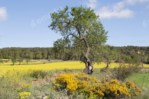 Preview: Spring Landscape Matarrana County In Teruel Aragon Spain