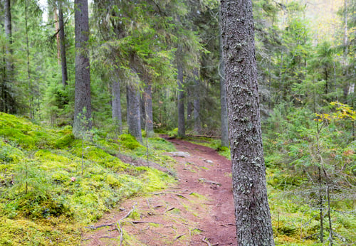 Preview: Path In The Finnish Forest During Autumn Day. Slippery Walkway With Stones And Tree Roots.