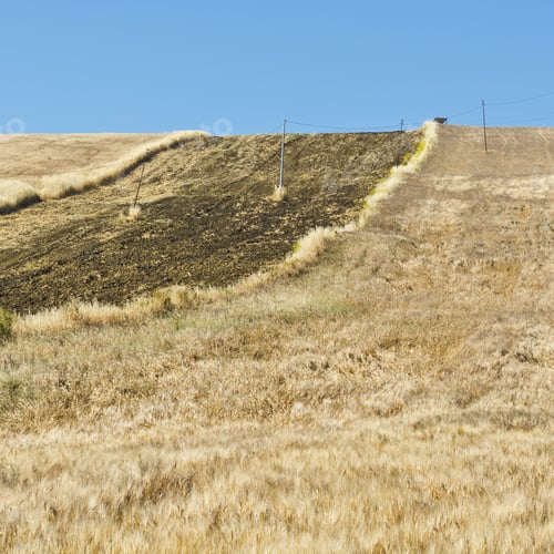 Preview: Wheat Field On The Hills In Sicily