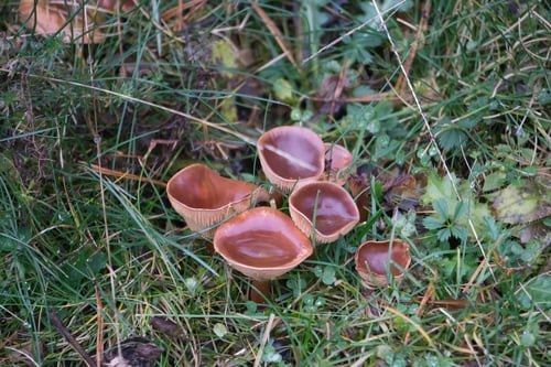 Preview: Autumn Mushrooms In Gudar Mountains Teruel Aragon Spain