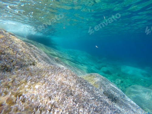 Preview: Underwater Image Mediterranean Sea In Giglio Island Tuscany Italy