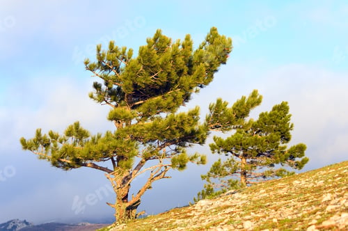 Preview: Pine Conifer Trees On Mountainside (Misty Day)
