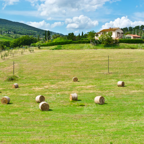 Preview: Landscape With Many Hay Bales And Vineyard