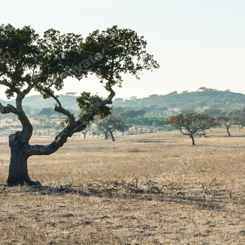 Preview: View Of The Typical Dry Landscape With Cork Trees In Portugal.