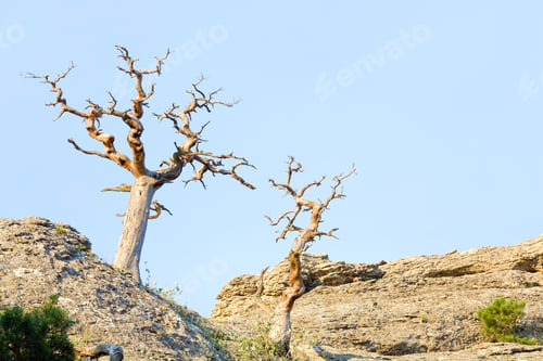 Preview: Withered Pine Tree On Sky Background ( "Novyj Svit" Reserve, Crimea, Ukraine).