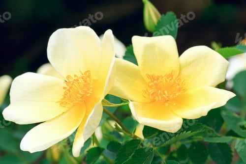 Preview: Beautiful Spring Bush With Yellow Flowers (Macro)