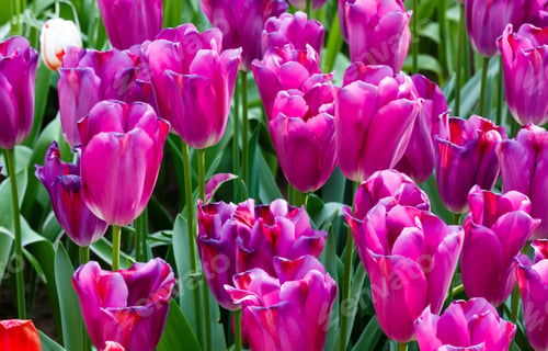Preview: Beautiful Purple Tulips In The Spring Time (Macro).