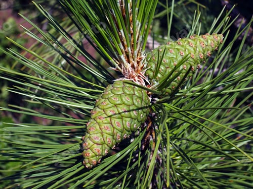 Preview: Green Pine Twig With Two Green Cones