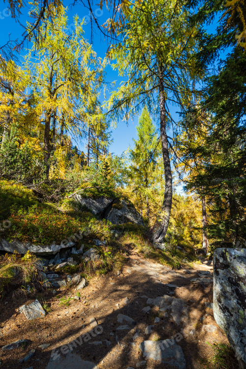 Preview: Peaceful Sunny Day Autumn Alps Mountain Forest View. Reiteralm, Steiermark, Austria.