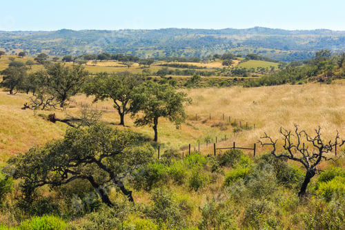 Preview: Summer Country Landscape With Olive Trees On Slope. Potugal (Between Lisboa And Algarve).
