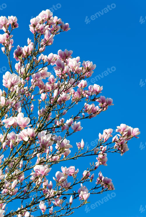 Preview: Blossoming Twig Of Magnolia-Tree (On Blossom Tree Background)
