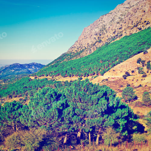Preview: Coniferous Forest On The Background Of Mountains In Spain, Instagram Effect