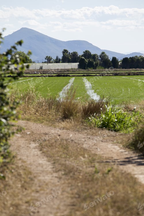 Preview: Rice Fields In Cullera Valencia Spain