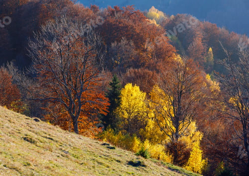 Preview: Colorful Forest On Slope In Autumn Mountain.