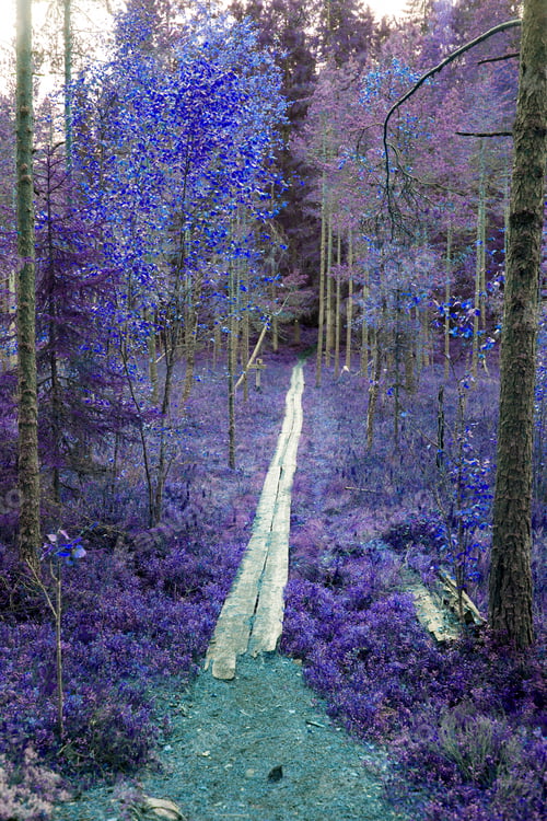 Preview: Fantasy Colored Forest.