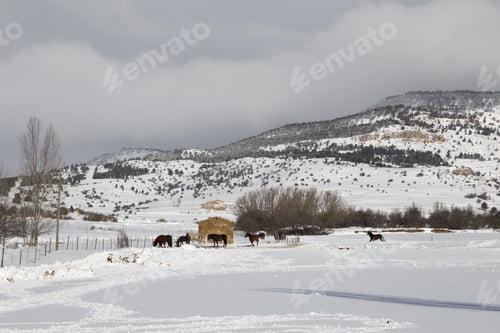 Preview: Beautiful Winter Mountains Landscape With Horses Gudar Sierra Teruel Aragon Spain