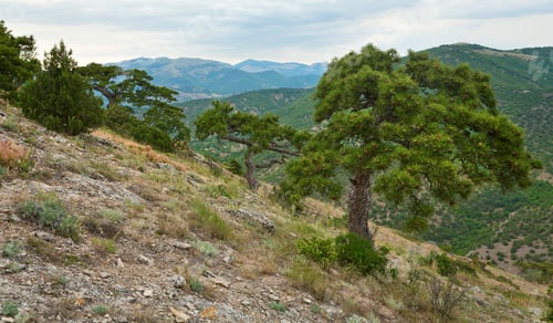 Preview: Big Pine Tree On Summer Mountain Hill ("Novyj Svit" Reserve, Crimea, Ukraine).