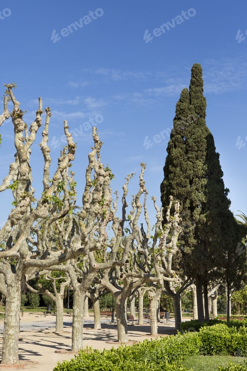 Preview: Tree Line.