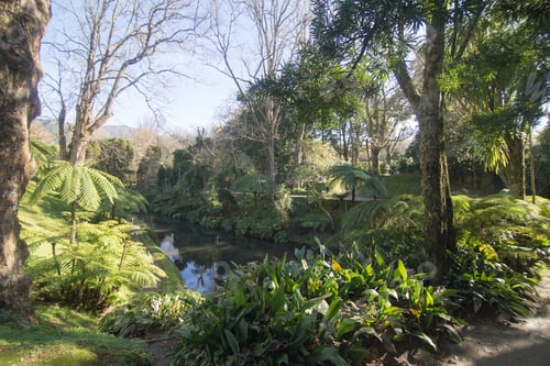 Preview: Vegetation In Terra Nostra Park Furnas Sao Miguel Island Azores Portugal