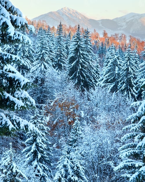 Preview: Winter Sunset Mountain Landscape With Rime And Snow Covered Spruce Trees (Carpathian, Ukraine)