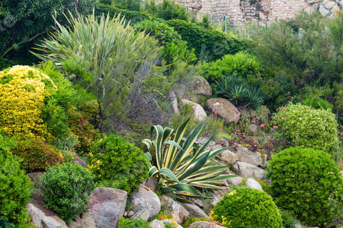 Preview: Stripped Aloe Plant And Green Circular Bushes In Summer Park.