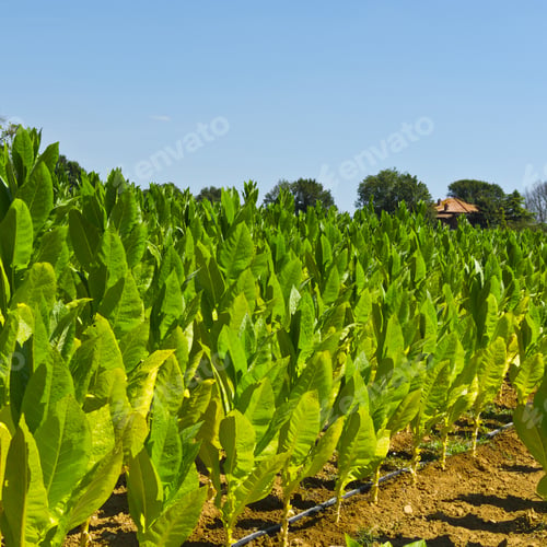 Preview: Tobbaco Plantation In Tuscany. Italy Is The Most Important Tobacco Producing Country In Europe.