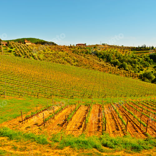 Preview: Hills Of Tuscany With Vineyards In The Chianti Region