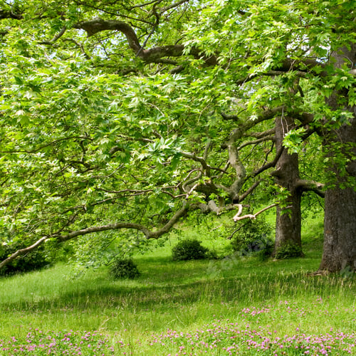 Preview: Two Majestic Plane Trees On Green Summer Glade.