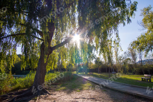 Preview: A Sunny Afternoon In Autumn La Marjal Park Gandia, Valencia Spain