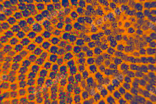 Preview: Abstract And Funky Background Done In Macro Mode