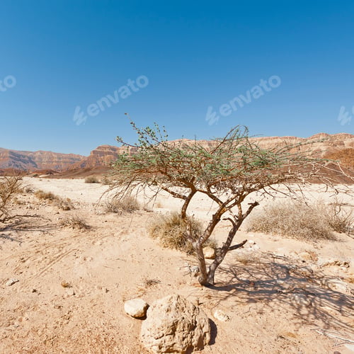 Preview: Life In A Lifeless Infinity Of The Negev Desert In Israel. Breathtaking Landscape And Nature Of The