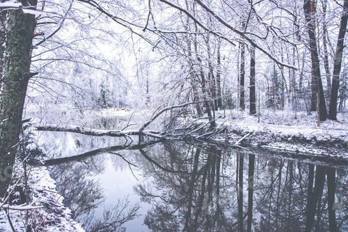 Preview: Calm Wintry Landscape On A River. Snowy Ground And Reflecting Waters And Branches On It. Image Has