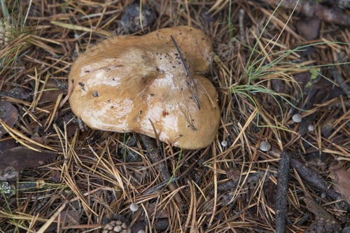 Preview: Mushrooms Of The Forest Teruel Mountains Spain