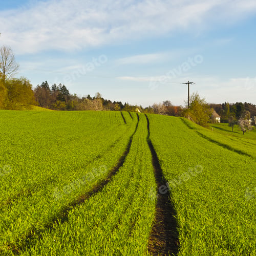 Preview: Track Of Tractor On The Green Grass In Alps. Swiss Forests And Pastures Early In The Morning