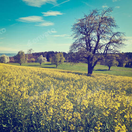 Preview: Flowering Tree Surrounded By Sloping Meadows, Switzerland, Instagram Effect