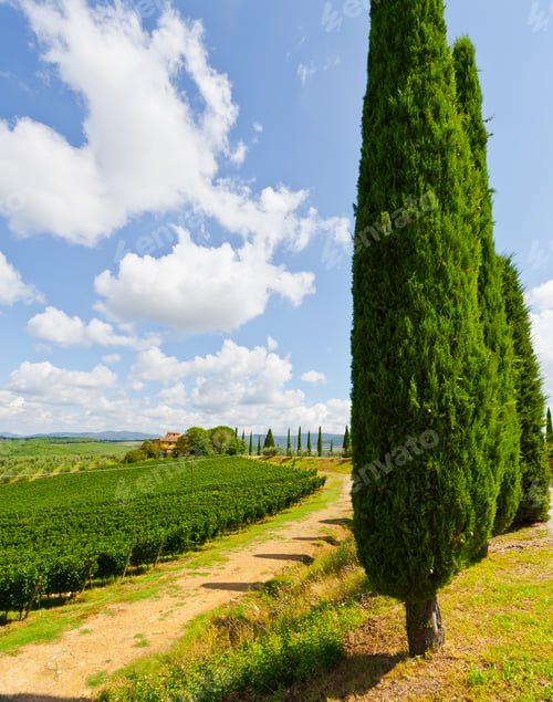 Preview: Hill Of Tuscany With Vineyard In The Chianti Region