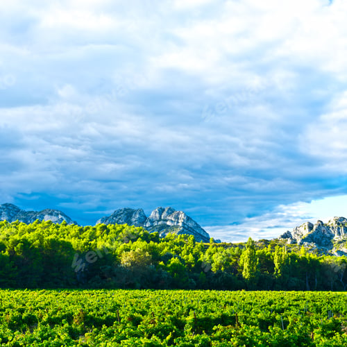 Preview: Ripe Black Grapes In The Autumn In The French Provence, Instagram Effect