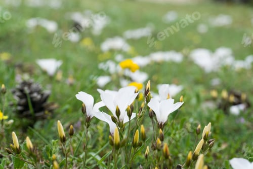 Preview: Spring Gudar Mountains Teruel Aragon Spain