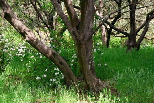 Preview: Blossom Bush With White Flowers In Spring Forest