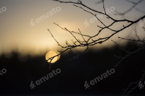 Preview: Wintry Sunset Against A Silhouette Tree Branches. Spooky Landscape. Yellow Glowing Sun Going Down.
