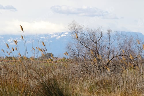 Preview: View Of Rice Fields Within Delta Del Ebro Natural Park, Tarragona, Spain