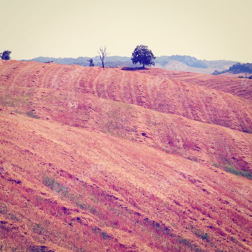 Preview: Sloping Meadows Of Tuscany In Italy, Instagram Effect
