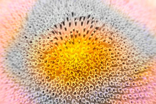 Preview: Abstract And Funky Background Done In Macro Mode