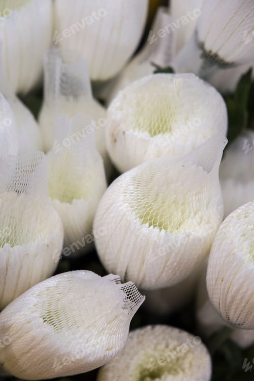 Preview: Wrapped White Tulips In Market Spain
