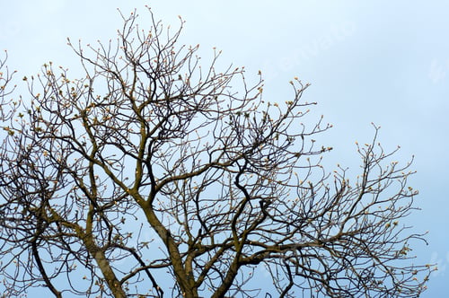 Preview: Spring Buds On Tree Twig On Sky Background