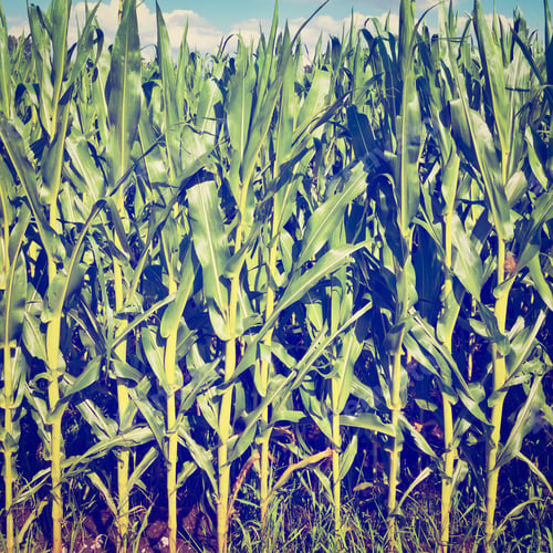 Preview: Plantation Of Corn In Southern Bavaria, Germany, Instagram Effect