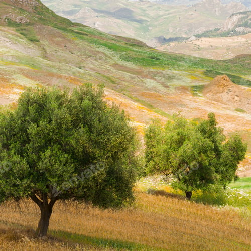 Preview: Landscape Of Sicily With Olive Trees In The Spring