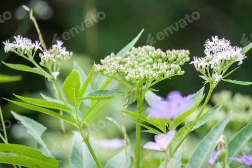 Preview: Summer Flowers In Meadow Gudar Mountains Teruel Spain
