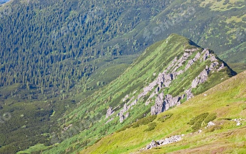 Preview: Green Wood Of Coniferous Trees And Stones On Summer Mountainside (Ukraine, Carpathian Mountains)