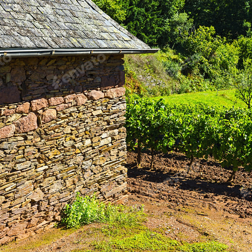 Preview: Ripe Grapes In The Autumn In France